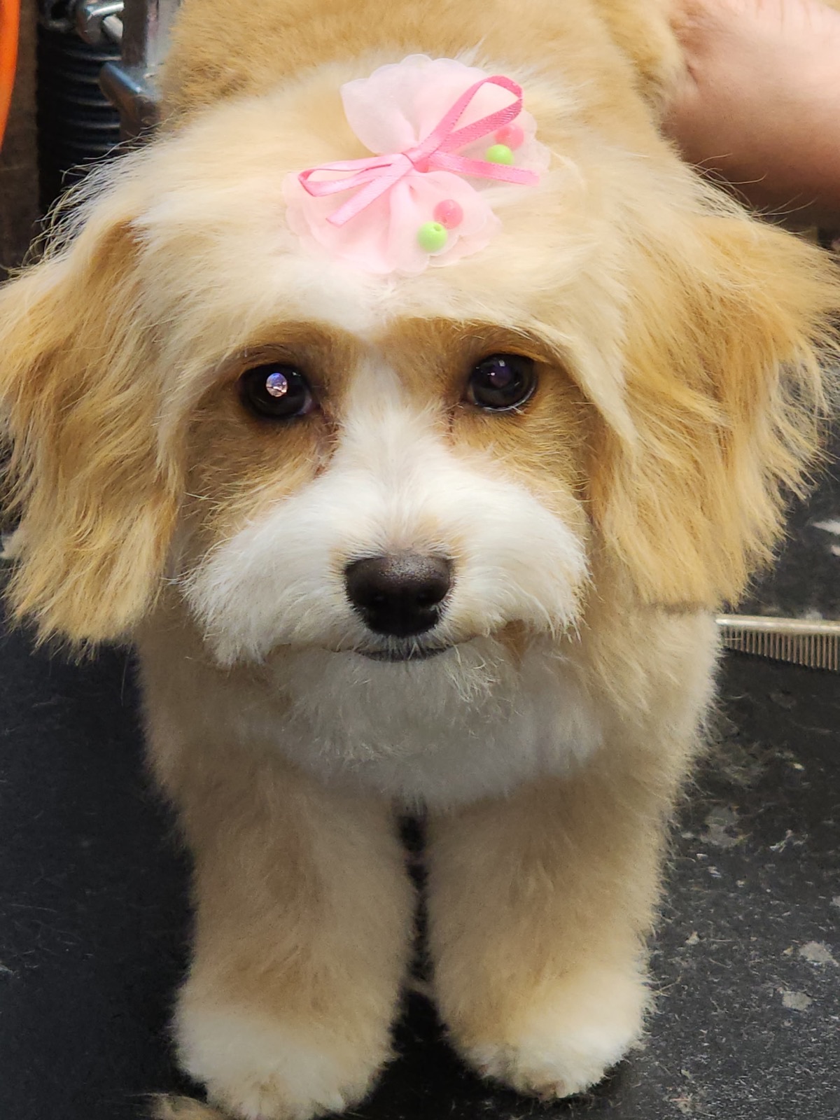 Pretty in pink bows