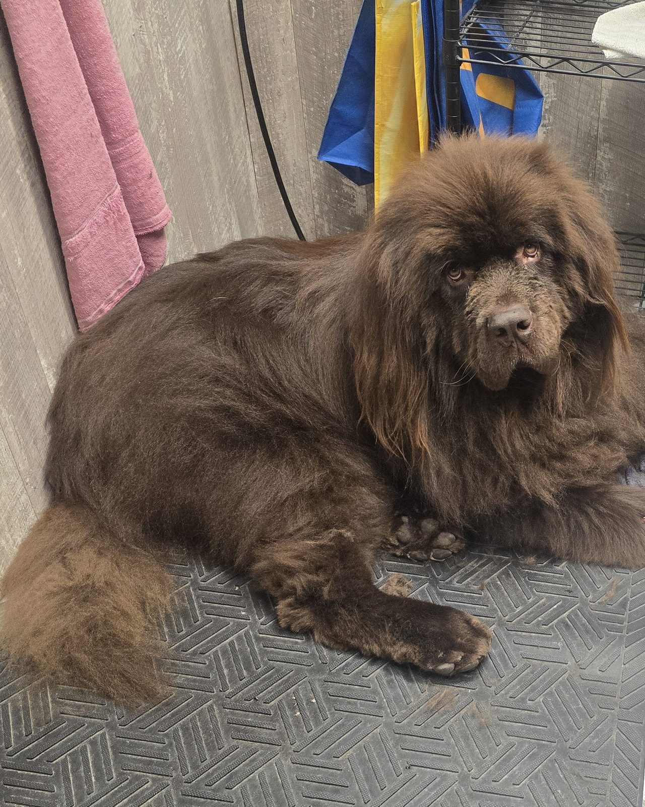 Newfie spa treatment
