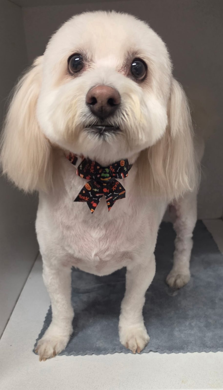 Trick-or-treat bow tie