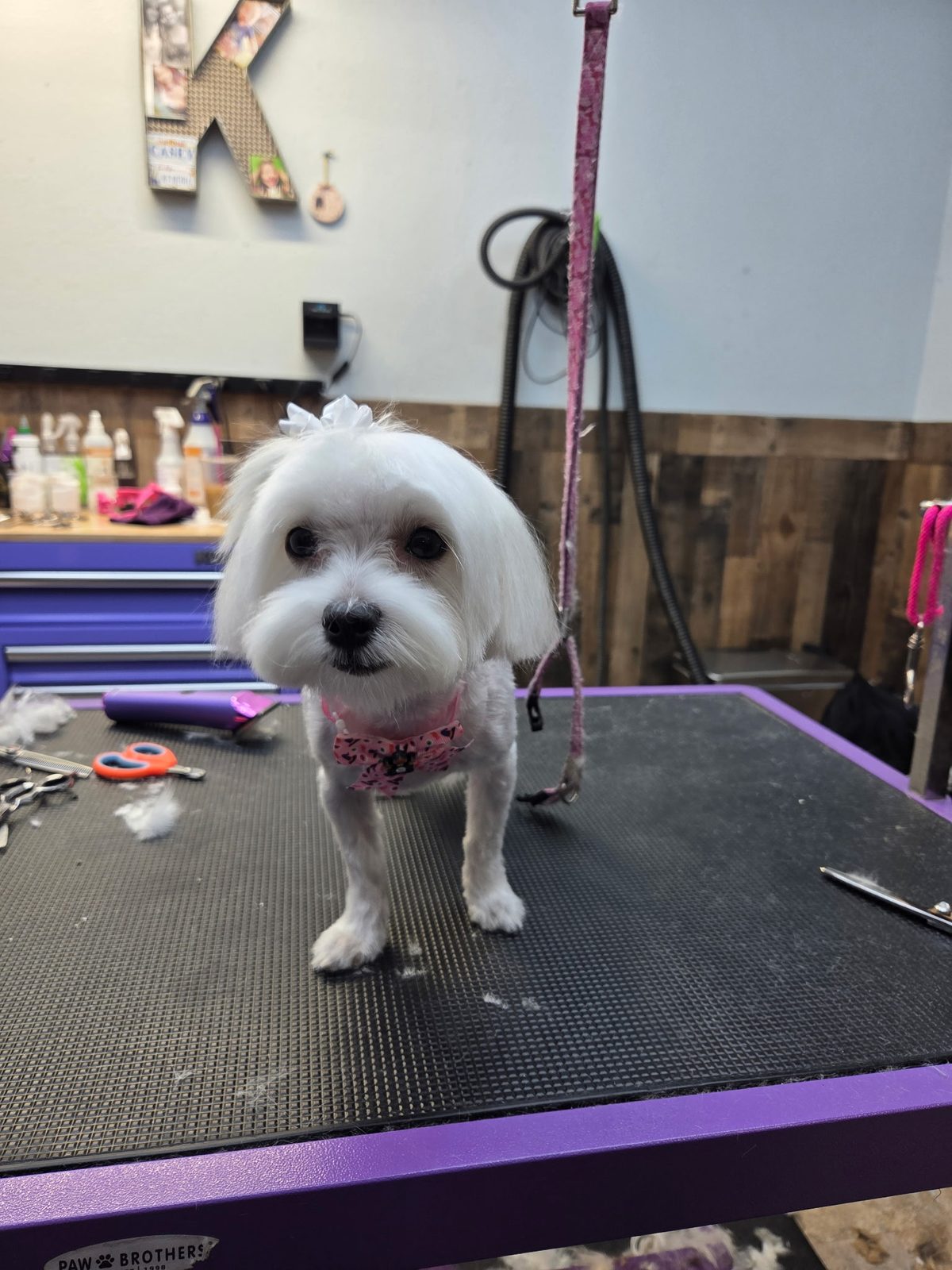 Maltese all tidied up