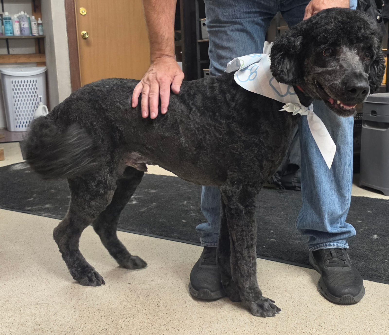 Standard poodle, clean lines